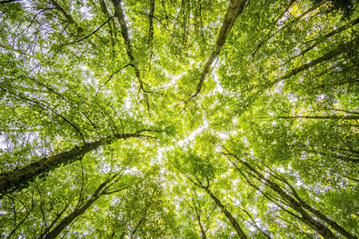 Baumkronen im Wald