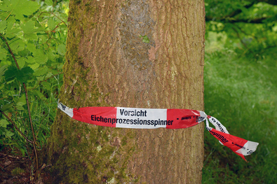Warnung vor dem Eichenprozessionsspinner an einem Baum (Foto: Simon Mannweiler - Wikimedia Commons - CC BY-SA 4.0