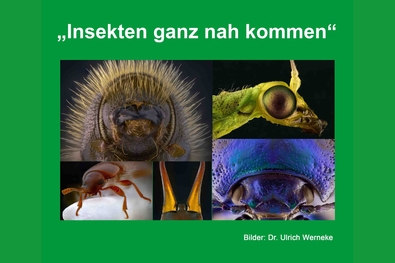 Insektenausstellung Collage